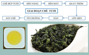 Quy trình sản xuất trà Ô long đạt chuẩn