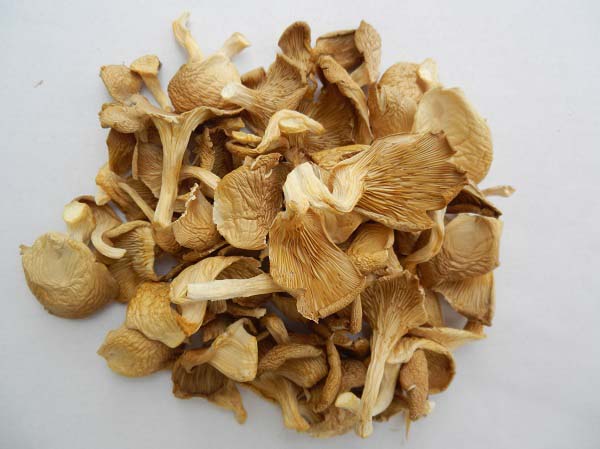 Nấm bào ngư sấy khô