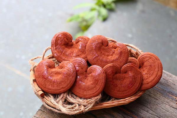 Nấm linh chi sấy khô