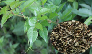 Chè dây sấy khô