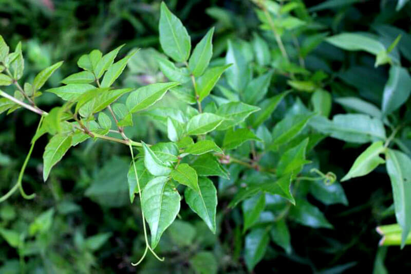 Chè dây được dùng trong nhiều bài thuốc chữa bệnh