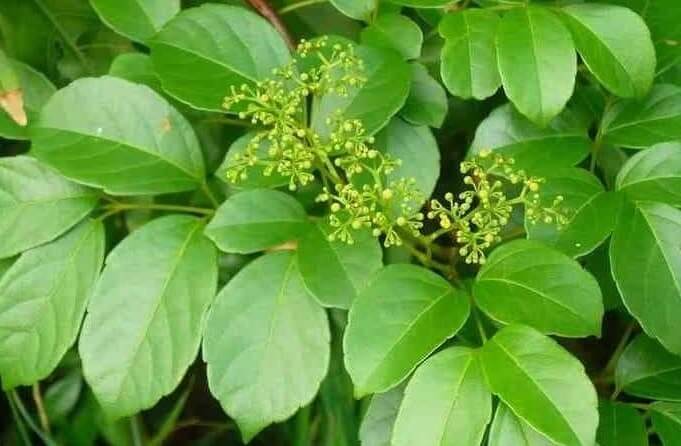 Hình ảnh chè dây