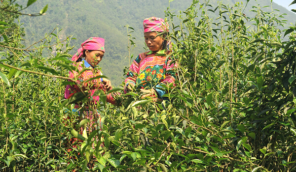 Người dân miền núi thu hái chè