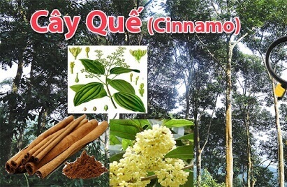 Đặc điểm cây quế