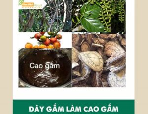 Cách nấu cao gắm
