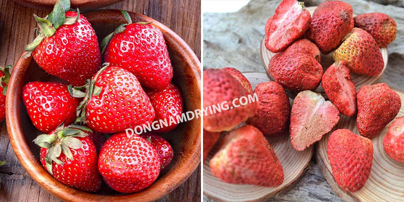 Dâu tây sấy thăng hoa giữ hình dáng đẹp, không bị co teo