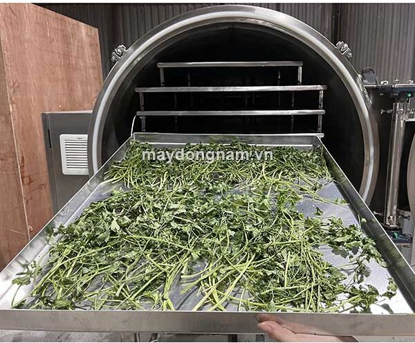 Rau cần tây sấy thăng hoa khô giòn, dễ dàng nghiền bột mịn